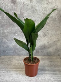 Aspidistra