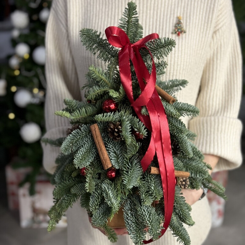 Rozhdestvenskaya krasavitca, standart