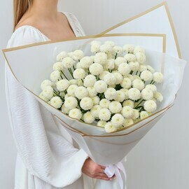 Белые Хризантемы Сантини