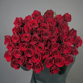 51 otbornaya krasnaya roza Eksplorer Ekvador 70 sm