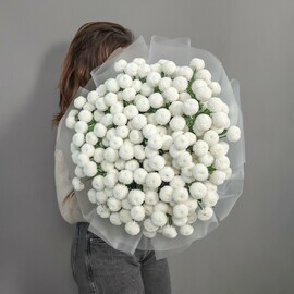 Coconut 23