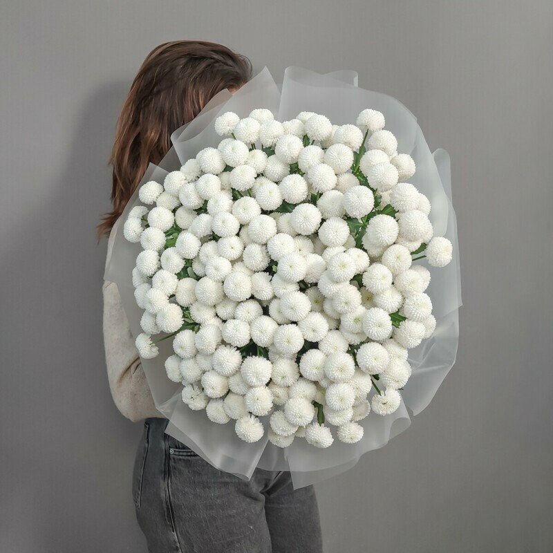 Coconut 23, coconut 23