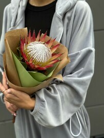 Протея моно