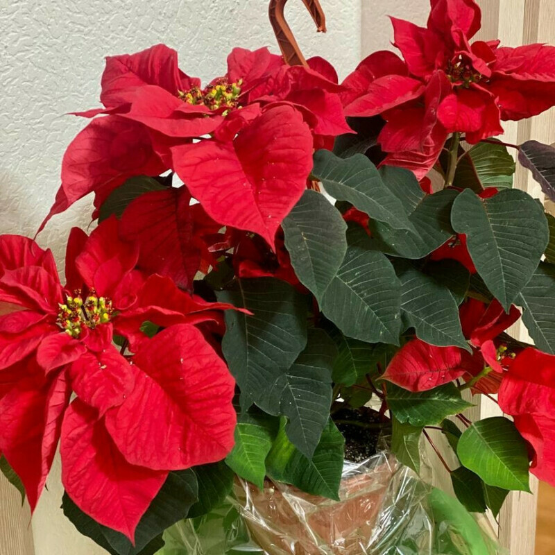 Пуансеттия подвесная, стандартный