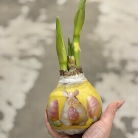 Луковица амариллиса в воске