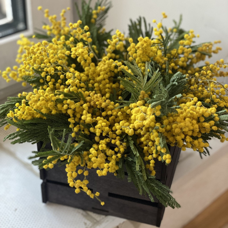 Mimoza v mini yashichke, standart