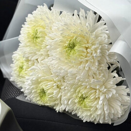 Пышные хризантемы