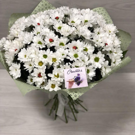 Buket iz hrizantem Bakardi