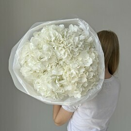 Белые Колумбийские гортензии