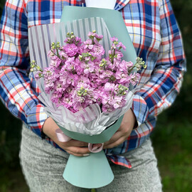 Розовая Маттиола