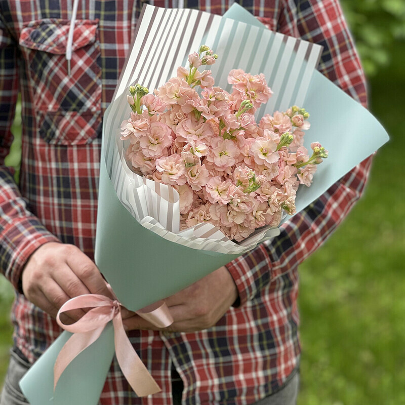 Kremovaya Mattiola, reduced