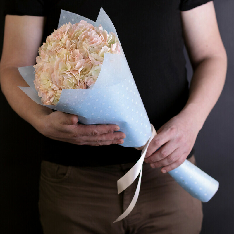 Rozovaya Gortenziya, reduced