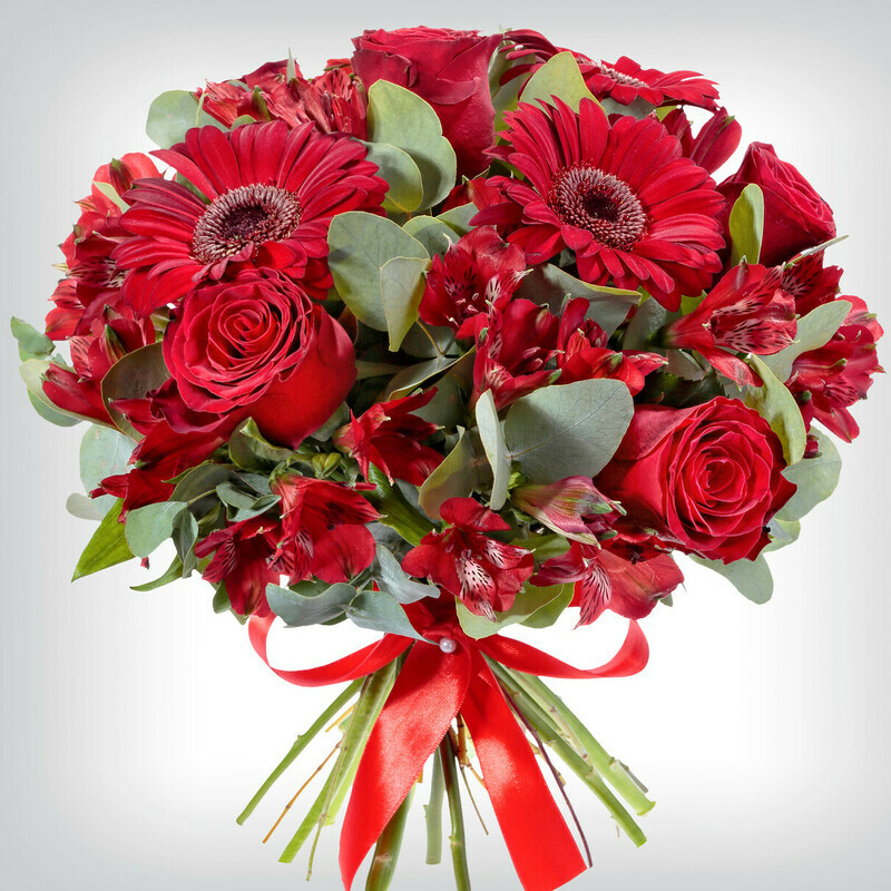 Алый Рассвет, стандартный