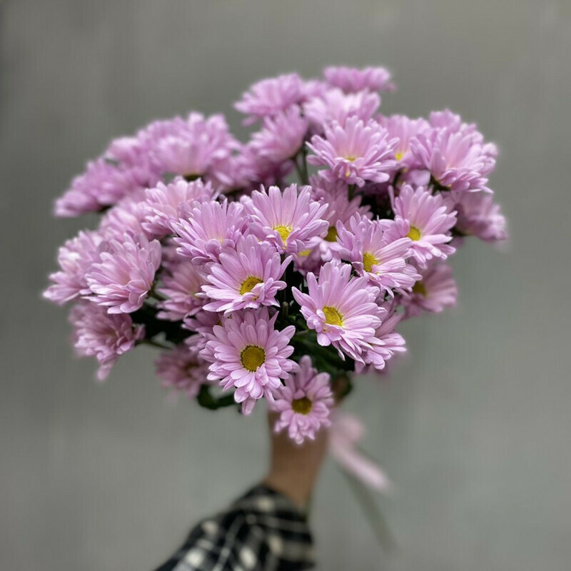 5 hrizantem, standart