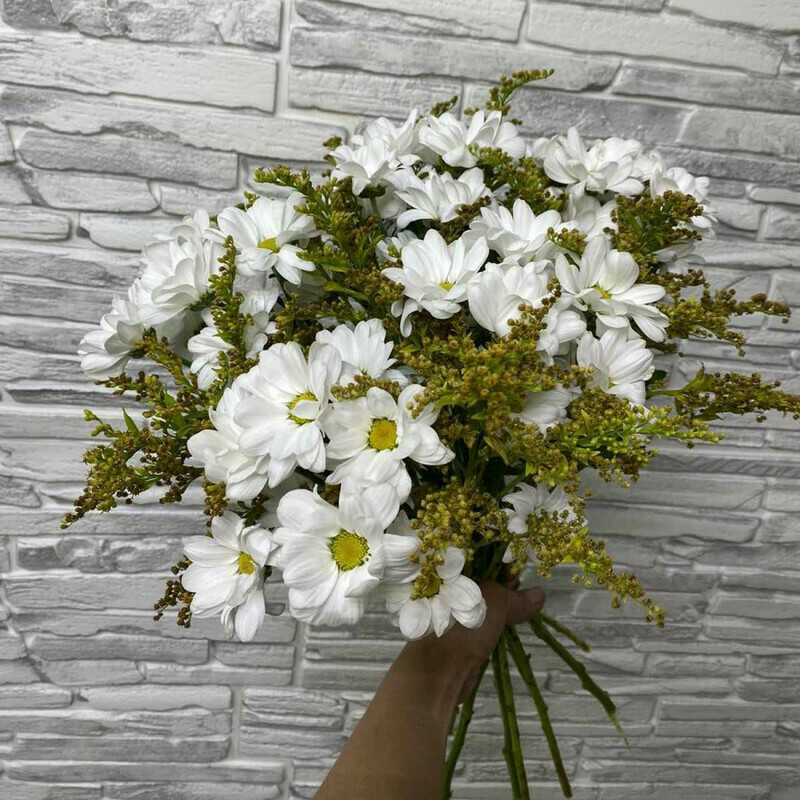 Hrizantema, standart