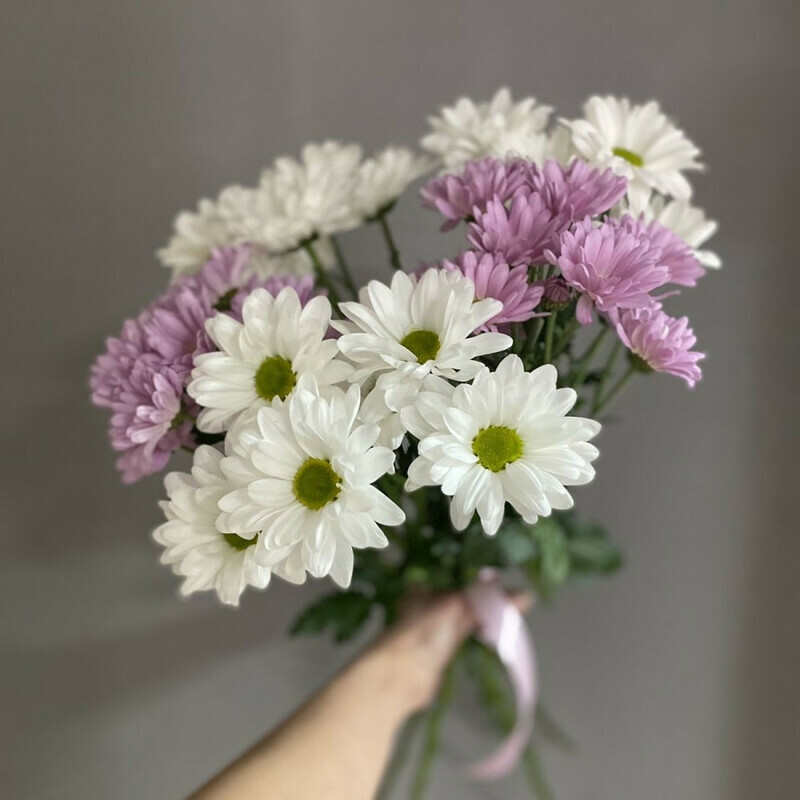 Hrizantemki, standart