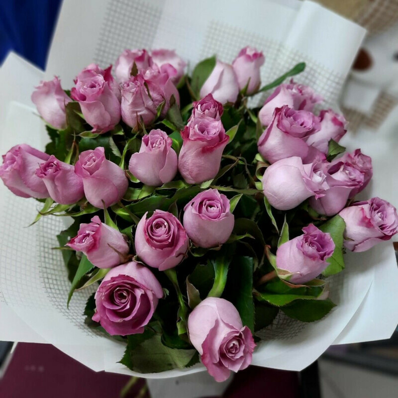 Metamorfozi, standart