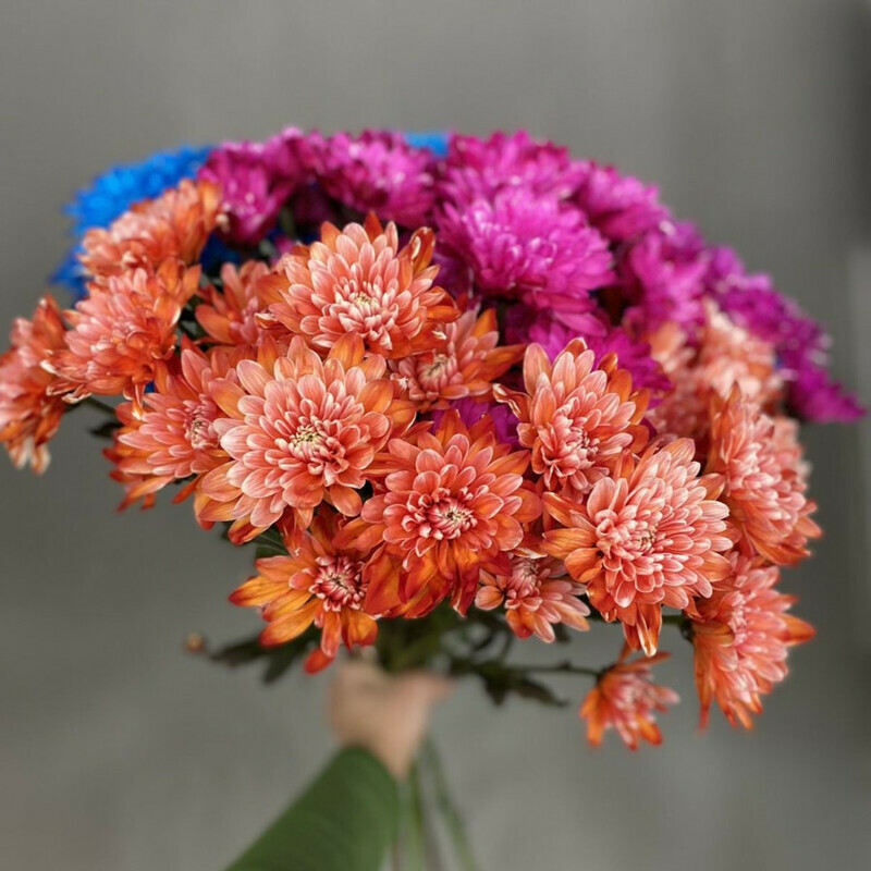 15 hrizantem, standart