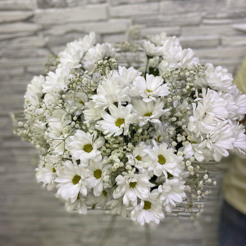 Hrizantema, standart