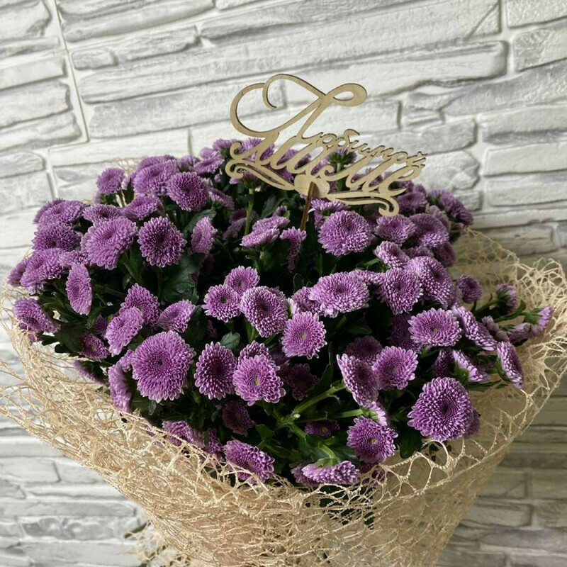 Fioletovaya santini, standart