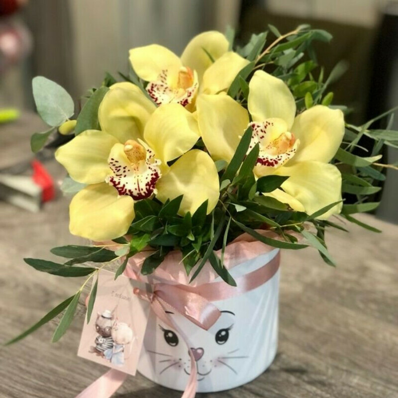 TCimbideum, standart