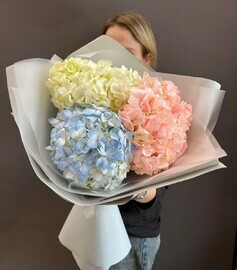 Buket iz 3 gortenzij