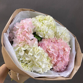 Buket iz 5 belo-rozovih gortenzij