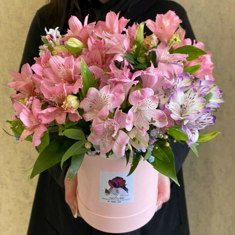 Al_stromerii v korobke, standart