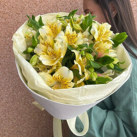 Нежная альстромерия