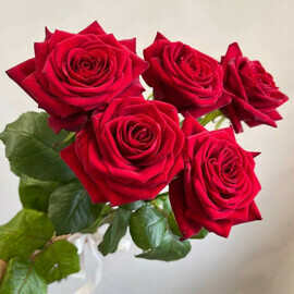 5 высоких рох