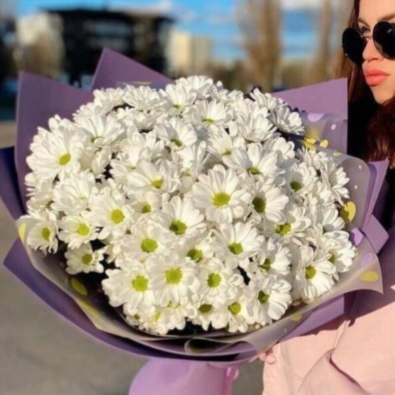 Romashki hrizantemi, standart