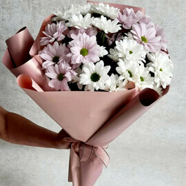 Хризантемы ромашки