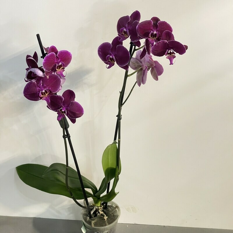 Орхидея фаленопсис, орхидея