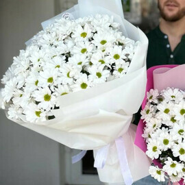 Ромашковое поле