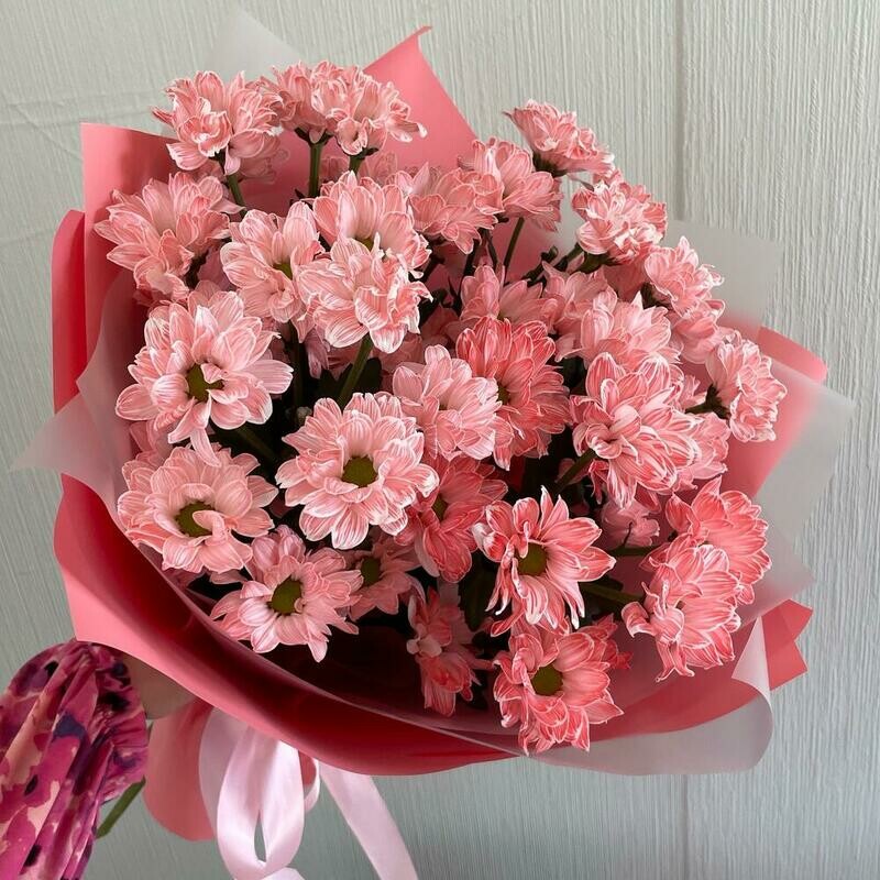 Letnie hrizantemi, standart