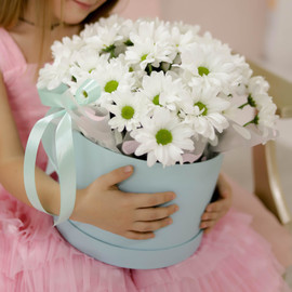 Hrizantema v korobke