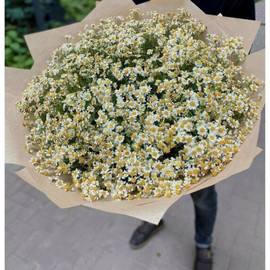 Букет из 101 Кустовой ромашки
