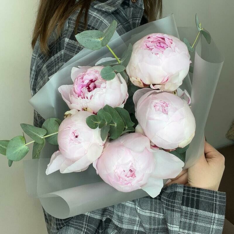 Пионы 5 штук из эвкалиптом, стандартный