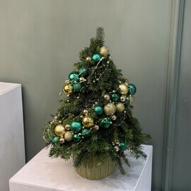 Novogodnyaya yolochka v kashpo