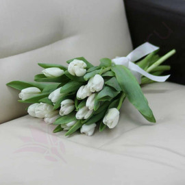 Tulip white 15 pcs