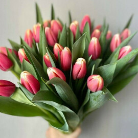 Tyul_pan rozovij 31sht