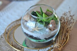 Флорариум звезда