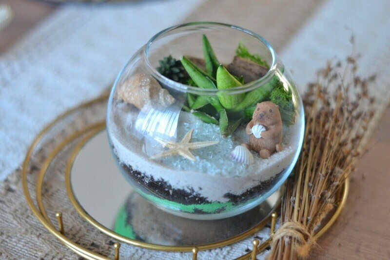 Флорариум звезда, стандартный