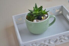 Флорариум в кружке
