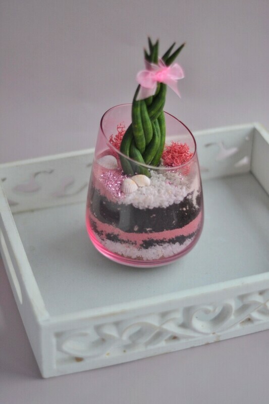 Флорариум нежность , стандартный