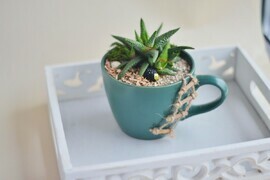 Флорариум в кружке