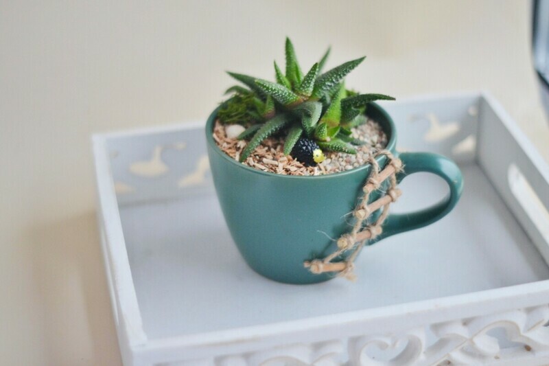 Флорариум в кружке, стандартный