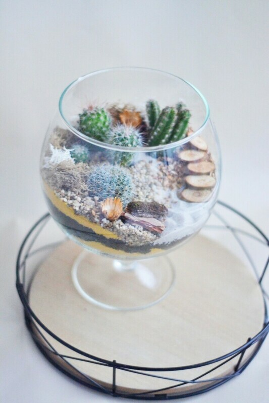 Флорариум пустыня, стандартный
