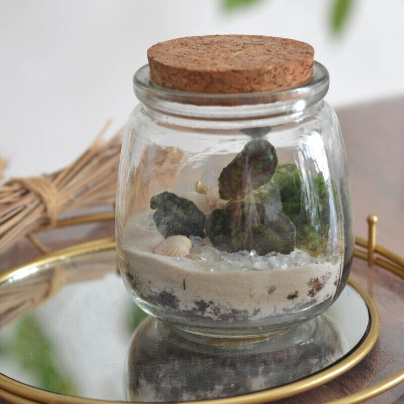 The mini ecosystem , standart