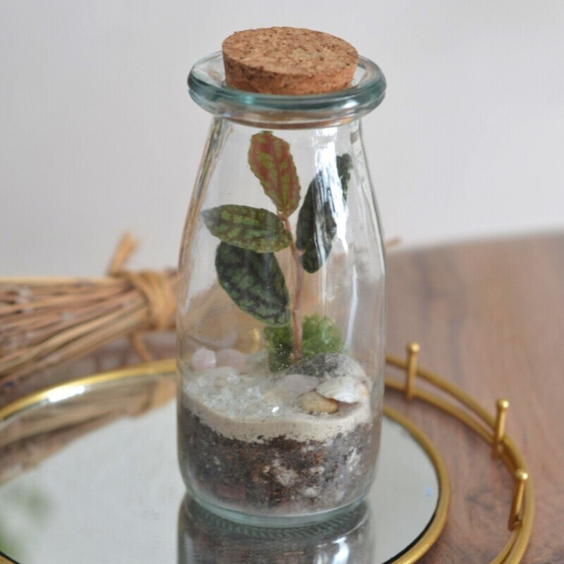 The mini ecosystem, standart